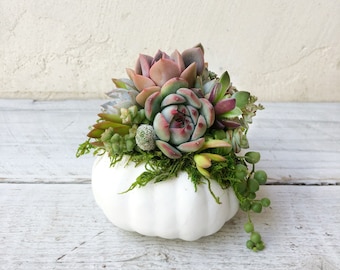 Mini Faux Pumpkins Planted with Real Succulents! Available in White, Orange, or Golden Cream. Harvest decor, Thanksgiving Decor, Fall Decor