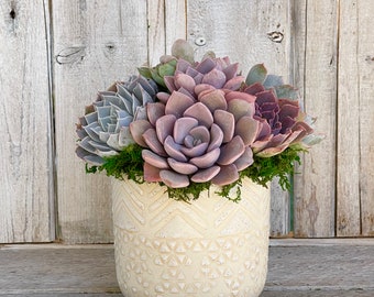 Best Selling Mila Succulent Planter