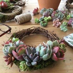 Trending 8 colorful Living Succulent Wreath, Juliette Wreath, Valentine's gift, girlfriend gift, hostess gift, grapevine, Succulent Gift image 3