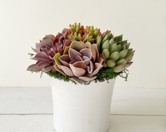 Brightly Colored Succulents in a Vintage Country Style Ceramic