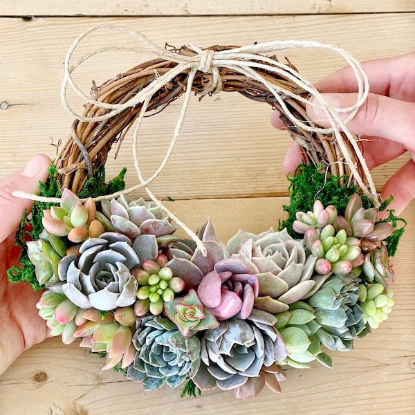 Trending! 8" colorful Living Succulent Wreath, "Juliette Wreath", Valentine's gift, girlfriend gift, hostess gift, grapevine, Succulent Gift