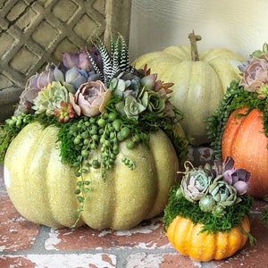 Faux Pumpkin Trimmed with Living Succulents, Autumn, Thanksgiving, Table Decor, Thanksgiving Centerpiece, Host Gift, Fall Patio Decor image 2