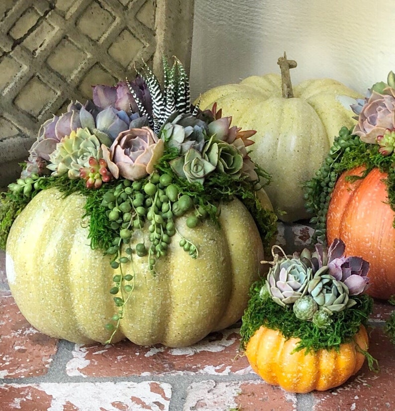 Faux Pumpkin Trimmed with Living Succulents, Autumn, Thanksgiving, Table Decor, Thanksgiving Centerpiece, Host Gift, Fall Patio Decor image 2