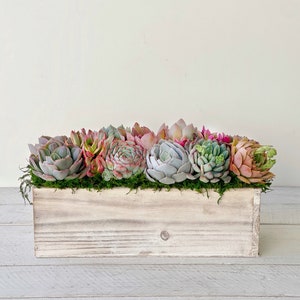 Best Seller! Succulent Arrangement, Garden Box, girlfriend gift, client gift, Succulents, Succulent gift,