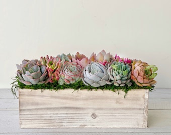 Best Seller! Succulent Arrangement, Garden Box, girlfriend gift, client gift, Succulents, Succulent gift,