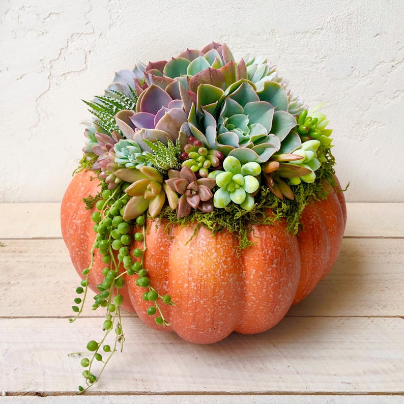 Faux Pumpkin Trimmed with Living Succulents, Autumn, Thanksgiving, Table Decor, Thanksgiving Centerpiece, Host Gift, Fall Patio Decor image 5