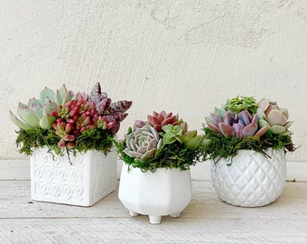 Succulent Arrangement, Set of Three 2.5" Succulents in Pretty White Geometric Pots, Mother's Day, Perfect Tabletop Accents, Succulent Gift