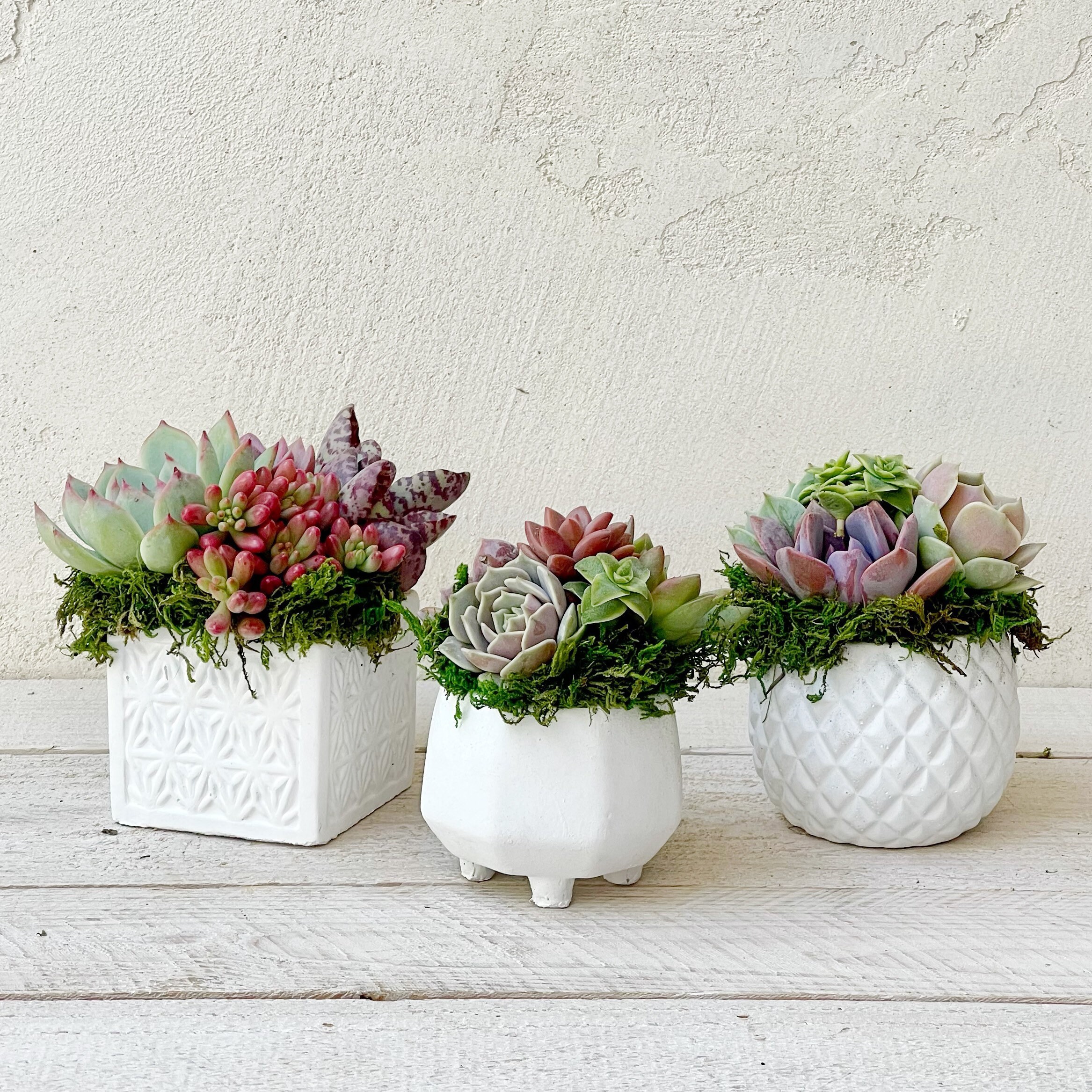Succulent Arrangement, Set of Three 2.5" Succulents in Pretty White Geometric Pots, Mother's Day, Perfect Tabletop Accents, Succulent Gift