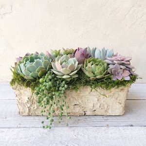 Best Selling Classic Birch Trimmed Succulent Arrangement, table top decor, Mother's Day gift, Client gift, succulent gift, rustic decor image 4