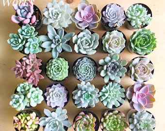 2.5" Succulent Rosettes, 2.5" Succulents, Wedding Favors, Party Favors, Shower Favors, Succulent Rosettes
