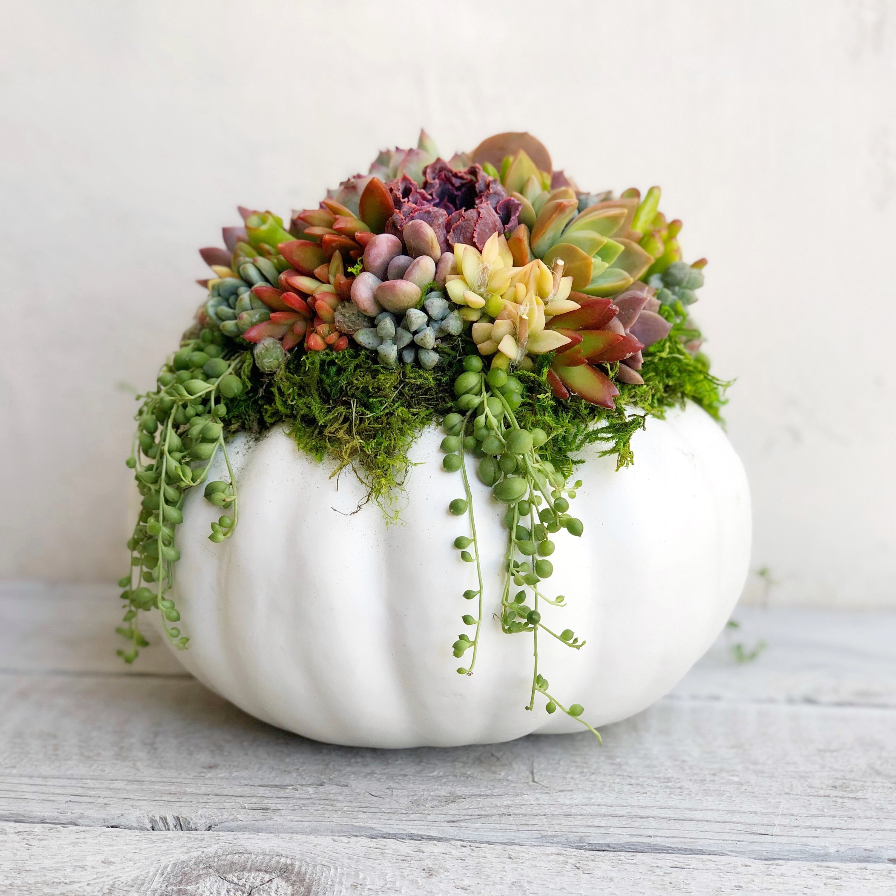 Faux Pumpkin Trimmed With Living Succulents Autumn - Etsy UK