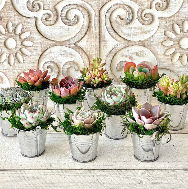 2.5 Succulent Rosette Favors Tin Buckets Wedding