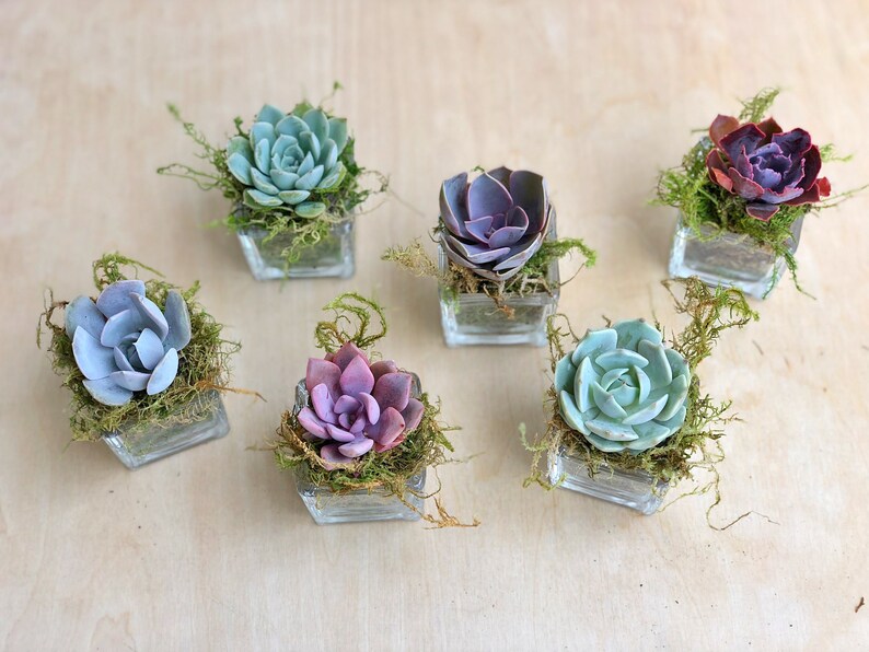 New Year/'s favors Wedding Favors glass cube planters Reception decor Christmas Decor 2 Succulent Rosettes shower favors party favors