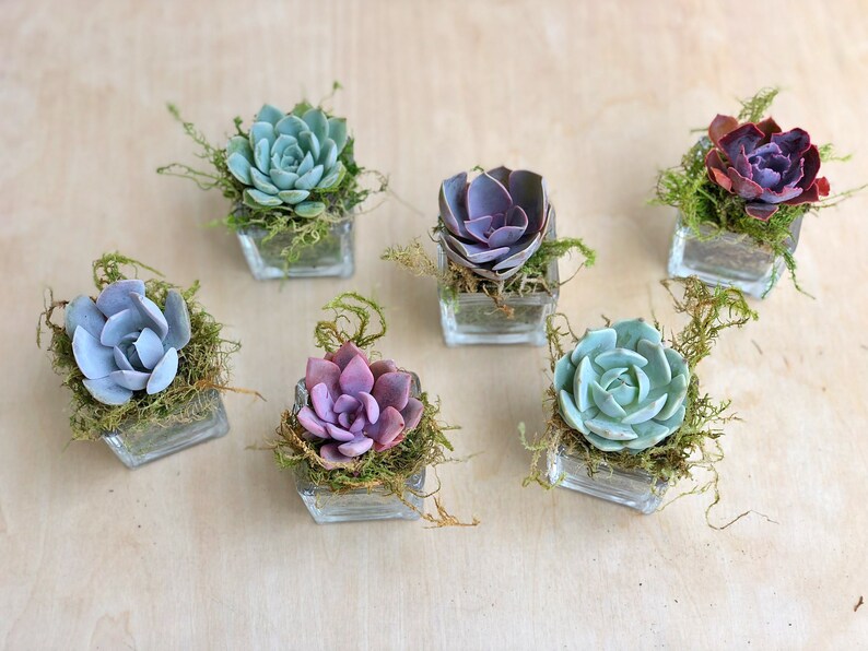 2 Succulent Rosettes, glass cube planters, party favors, New Year's favors, Christmas Decor, Wedding Favors, Reception decor, shower favors image 2