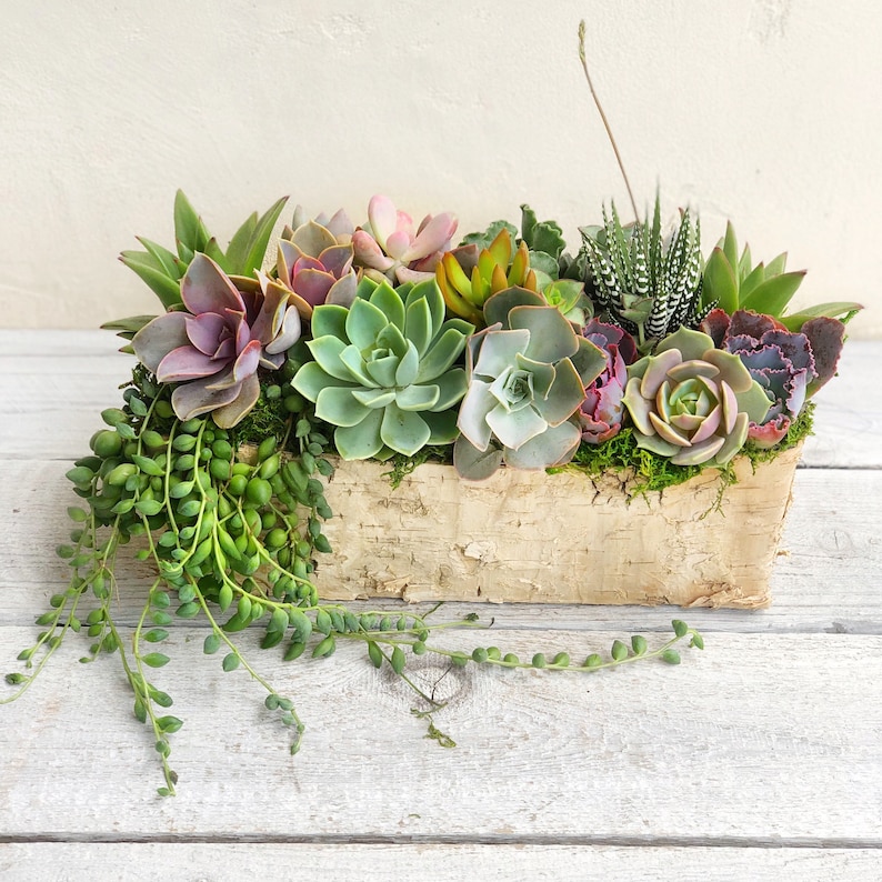 Best Selling Classic Birch Trimmed Succulent Arrangement, table top decor, Mother's Day gift, Client gift, succulent gift, rustic decor image 6