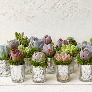 2.5 Succulent Rosettes in Mercury Glass Pots, Wedding Favors, Party Favors, Shower Favors, Succulent Rosettes, Wedding & holiday favors image 2