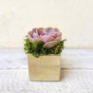 Elegant Glazed Brushed Gold Succulent Arrangement, table decor, succulent gift, client gift, 3” cube inches