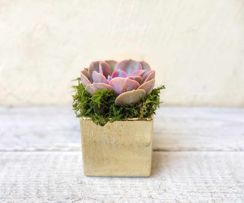 Elegant Glazed Brushed Gold Succulent Arrangement, table decor, succulent gift, client gift, 3” cube inches