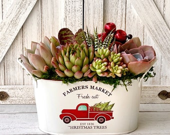 Country Christmas Tin Planted with Succulents.