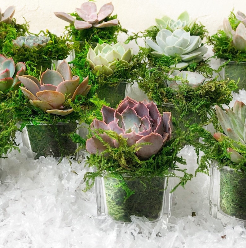 2 Succulent Rosettes, glass cube planters, party favors, New Year's favors, Christmas Decor, Wedding Favors, Reception decor, shower favors image 3