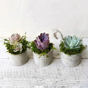 Set of 3 Succulent Arrangement, host gift, valentine gift, girlfriend gift, urban style, succulent gift, office gift, co-worker gift image 2