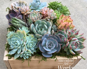 A dozen Succulents in a rustic wooden planter, Valentines Day Gift, hostess gift, business gift, housewarming gift, wedding or sympathy gift