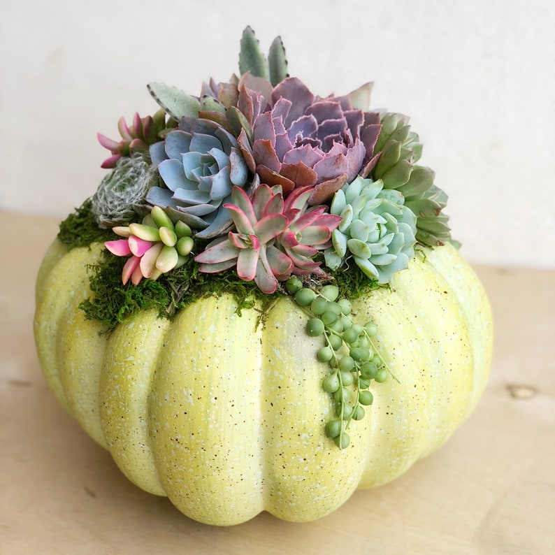 Faux Pumpkin Trimmed with Living Succulents, Autumn, Thanksgiving, Table Decor, Thanksgiving Centerpiece, Host Gift, Fall Patio Decor image 3