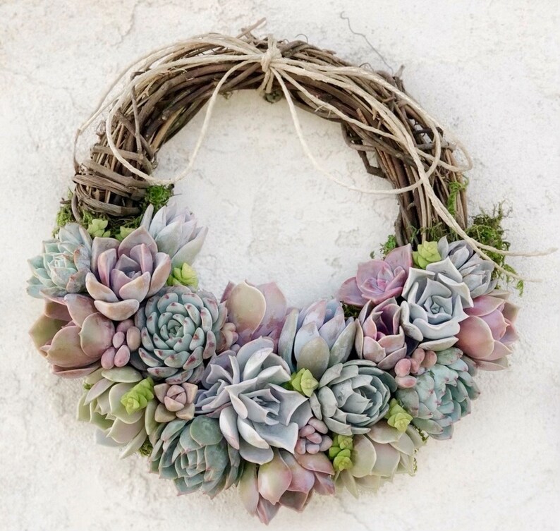 Trending 8 colorful Living Succulent Wreath, Juliette Wreath, Valentine's gift, girlfriend gift, hostess gift, grapevine, Succulent Gift image 2