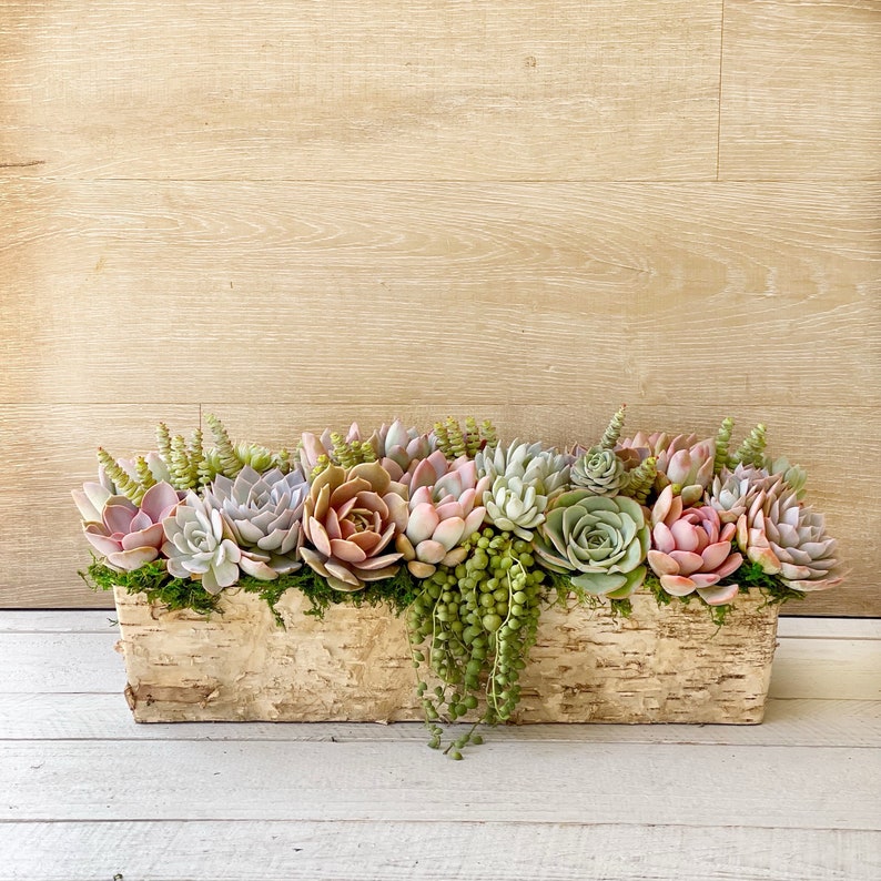 Best Selling Classic Birch Trimmed Succulent Arrangement, table top decor, Mother's Day gift, Client gift, succulent gift, rustic decor image 3