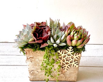 Festive Holiday Succulent Arrangement