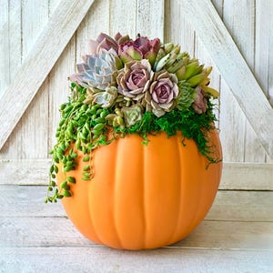 Faux Pumpkin Trimmed with Living Succulents, Autumn, Thanksgiving, Table Decor, Thanksgiving Centerpiece, Host Gift, Fall Patio Decor