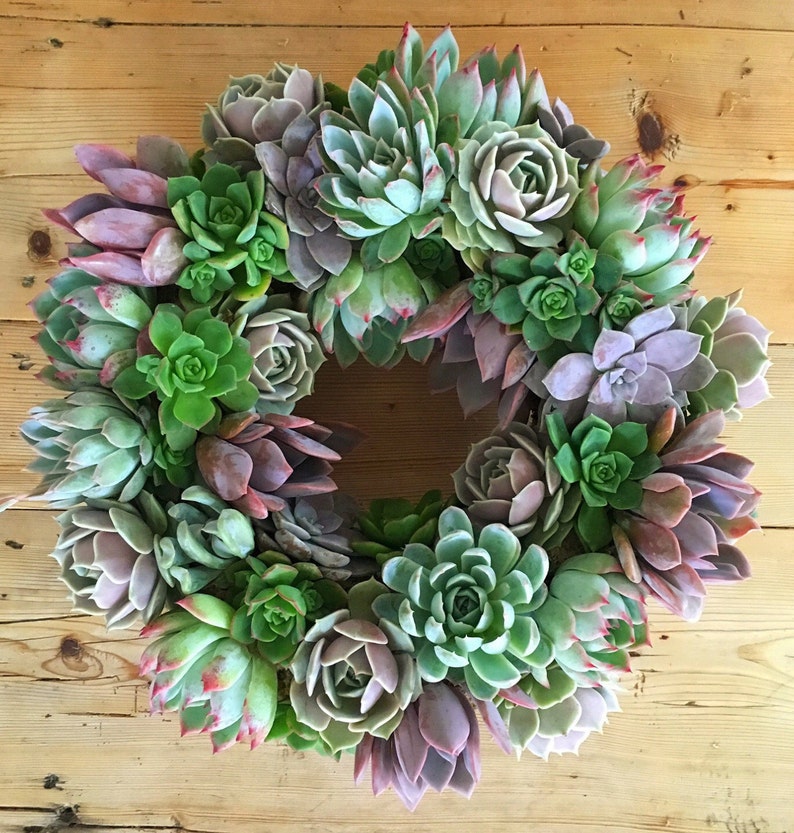 Succulent Wreath, Ashley Wreath, Wedding Day Wreath, Housewarming Gift, Birthday Gift, Easter Gift, Mother's Day gift, Succulent Gift image 2