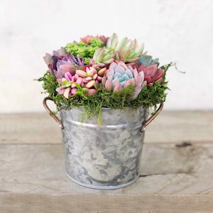 French Country Style Bucket with colorful living succulents. galvanized tin planter. Gift, Succulents, Succulent Planter.