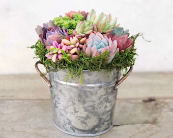 French Country Style Bucket with colorful living succulents. galvanized tin planter. Gift, Succulents, Succulent Planter.