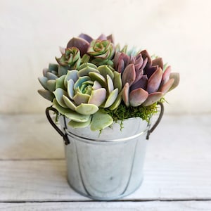 6.5” Vintage Farm Tin Pail with succulents, succulent gift, sympathy gift