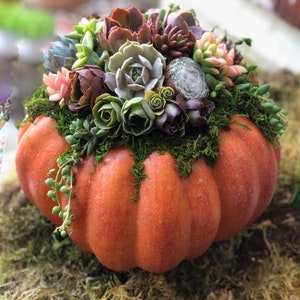 Faux Pumpkin Trimmed with Living Succulents, Autumn, Thanksgiving, Table Decor, Thanksgiving Centerpiece, Host Gift, Fall Patio Decor image 1