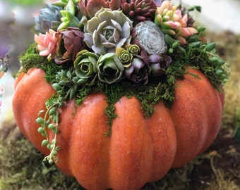 Faux Pumpkin Trimmed with Living Succulents, Autumn, Thanksgiving, Table Decor, Thanksgiving Centerpiece, Host Gift, Fall Patio Decor