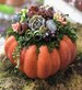 Faux Pumpkin Trimmed with Living Succulents, Autumn, Thanksgiving, Table Decor, Thanksgiving Centerpiece, Host Gift, Fall Patio Decor 