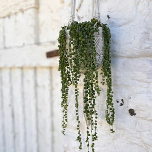 Hanging Succulent, ceramic planter, String of Pearls Succulent, Housewarming Gift, Client Gift, valentine gift, succulent gift image 3