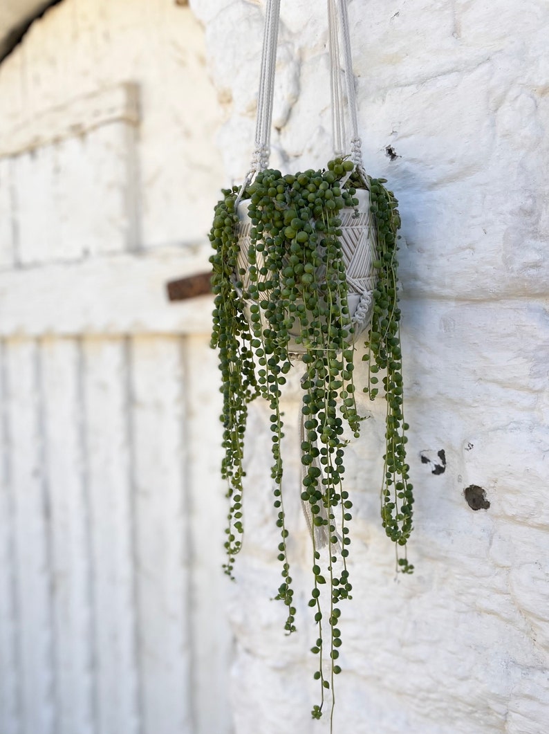 Hanging Succulent, ceramic planter, String of Pearls Succulent, Housewarming Gift, Client Gift, valentine gift, succulent gift imagem 3