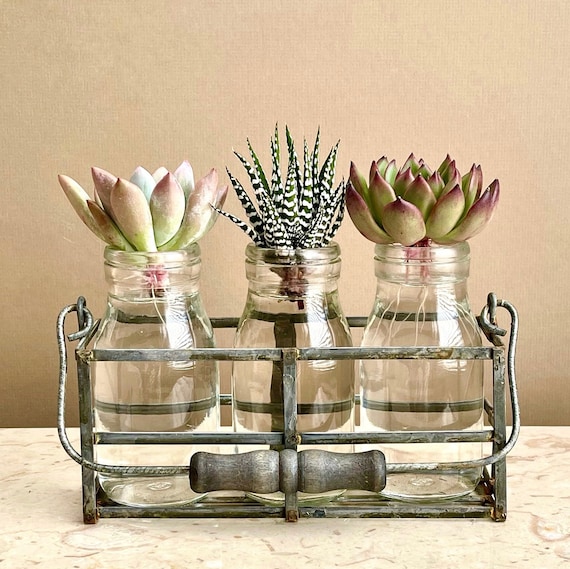 Propagating Succulents 101: How to Propagate in Soil And Water
