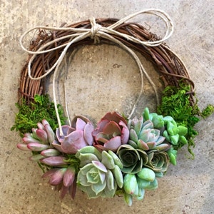 Trending 8 colorful Living Succulent Wreath, Juliette Wreath, Valentine's gift, girlfriend gift, hostess gift, grapevine, Succulent Gift image 8