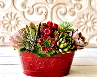 Succulents in Red Christmas Tin