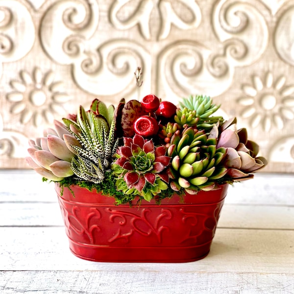 Succulents in Red Christmas Tin