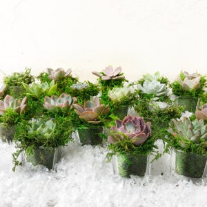 2 Succulent Rosettes, glass cube planters, party favors, New Year's favors, Christmas Decor, Wedding Favors, Reception decor, shower favors image 1