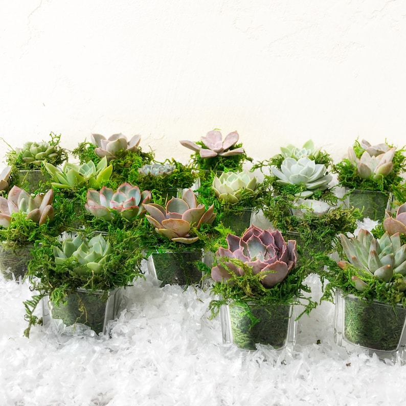 New Year/'s favors Wedding Favors glass cube planters Reception decor Christmas Decor 2 Succulent Rosettes shower favors party favors