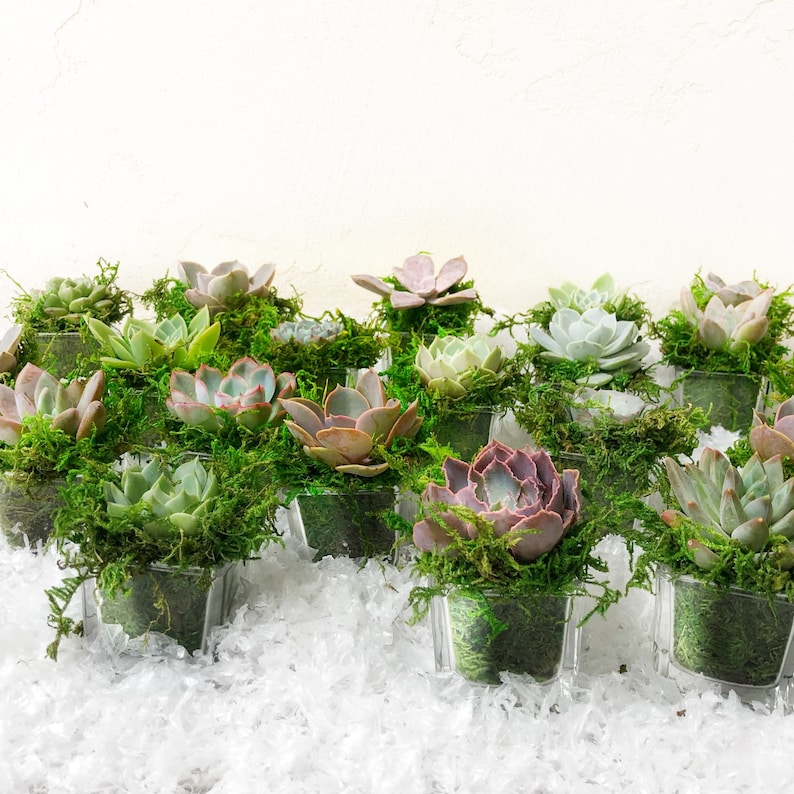 2 Succulent Rosettes, glass cube planters, party favors, New Year's favors, Christmas Decor, Wedding Favors, Reception decor, shower favors image 1