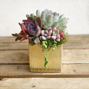 Elegant Glazed Brushed Gold Succulent Arrangement, table decor, succulent gift, client gift, 4” cube inches