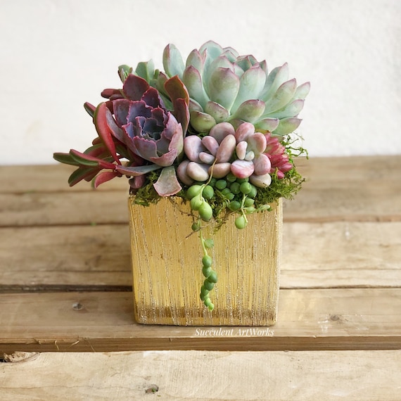 Live Succulents Succulent Arrangement Table Decor Succulent Etsy