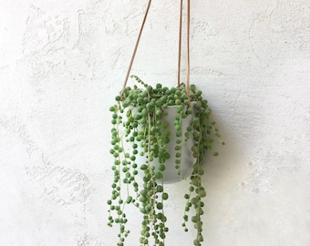 Hanging Succulent, ceramic planter, String of Pearls Succulent, Housewarming Gift, Client Gift, valentine gift, succulent gift